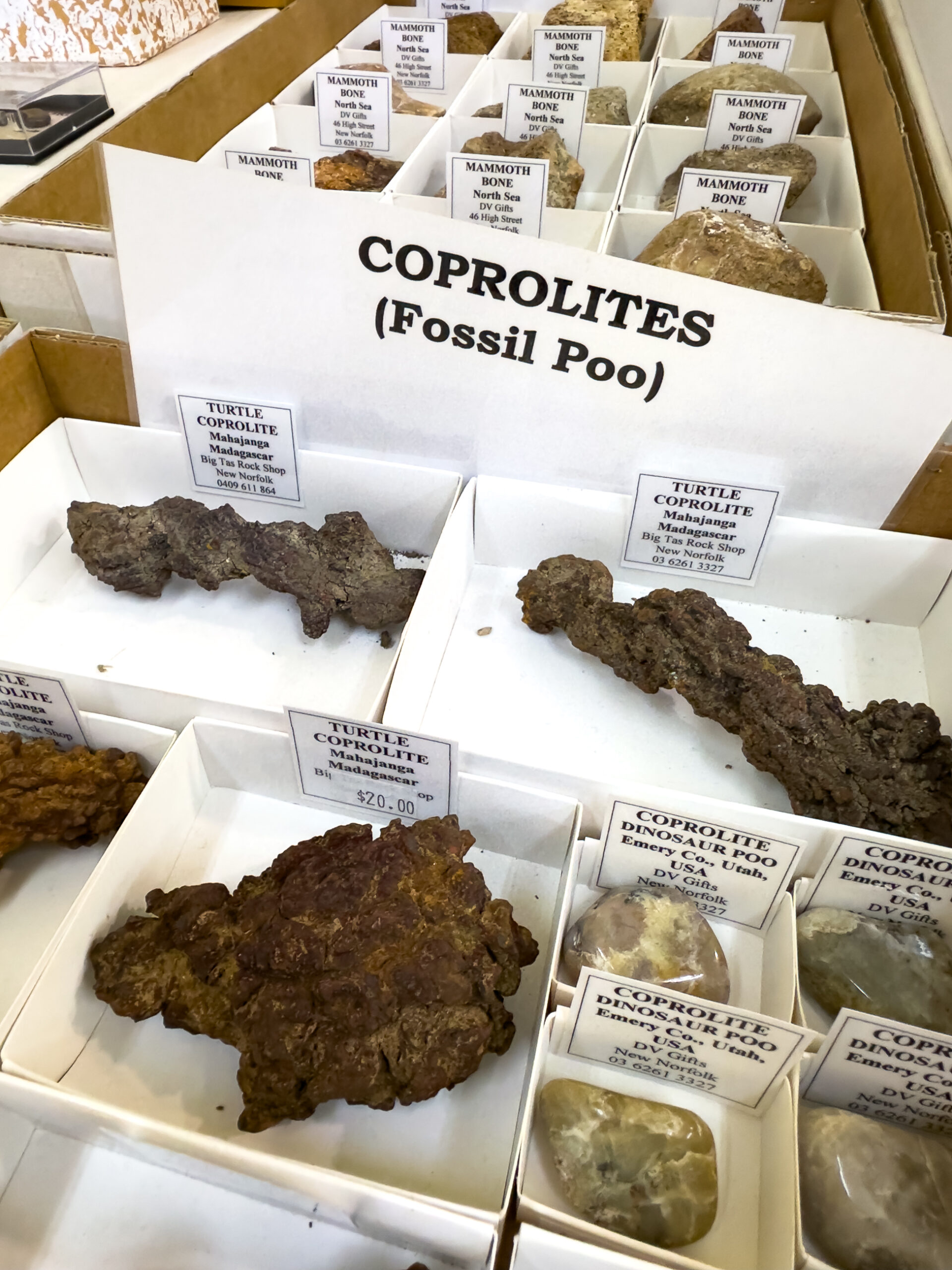 Trays of rough brown fossils called Coprolites. They are fossil poo