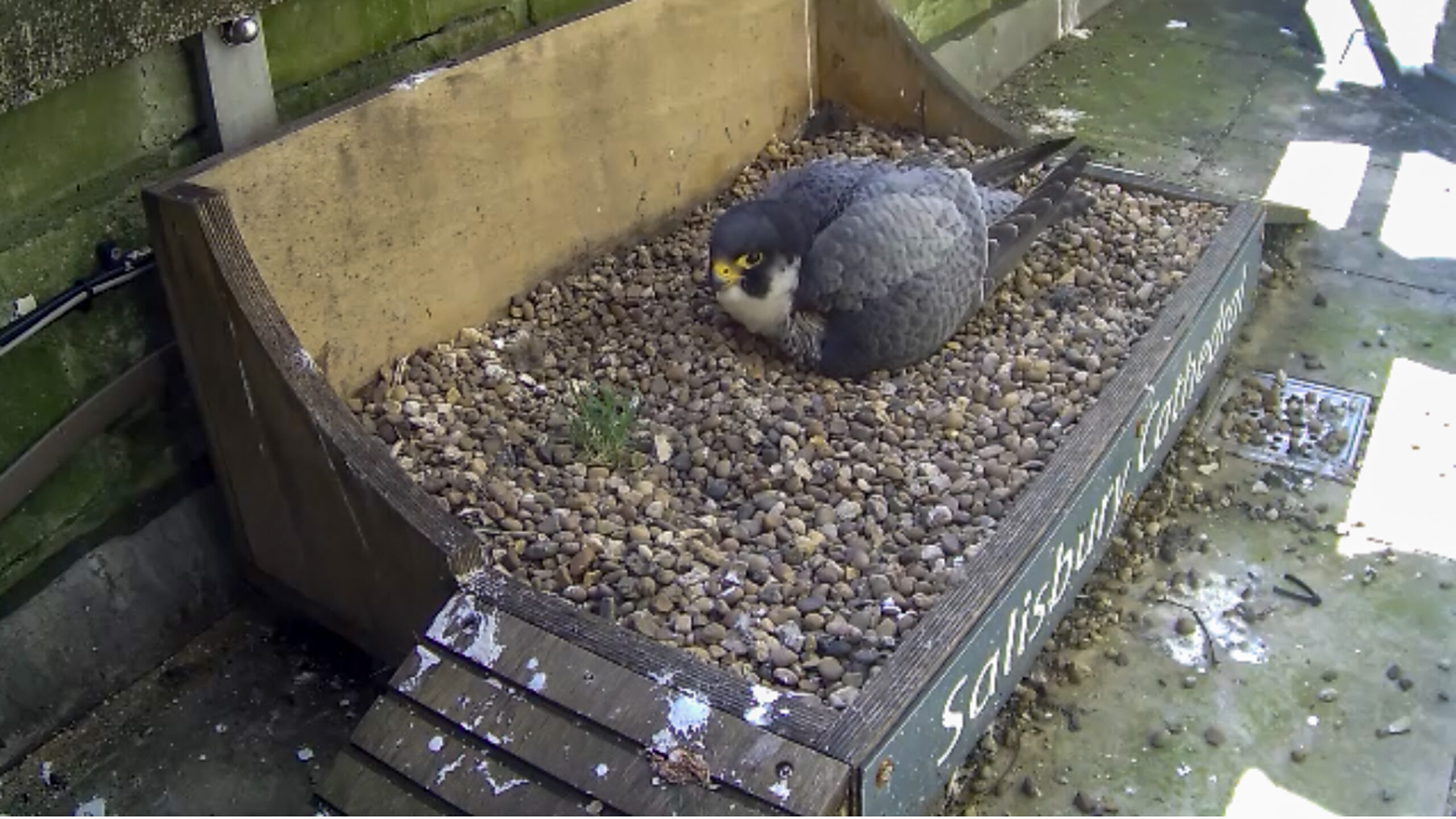 A large brown bird is sitting on a box filled with small stones, which serves as its nesting box. The words "Salisbury Cathedral" appear on the side of the box