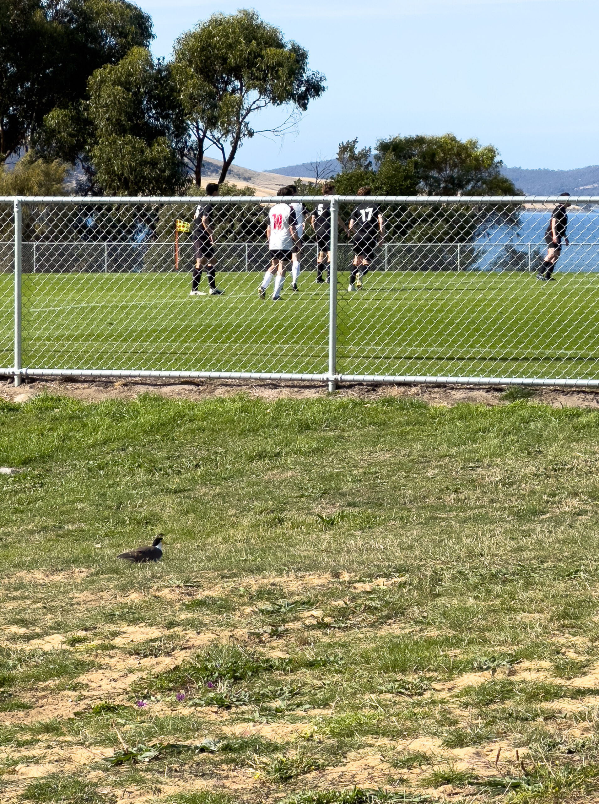 A small bird watching a game of soccer/football from behind a chain fence