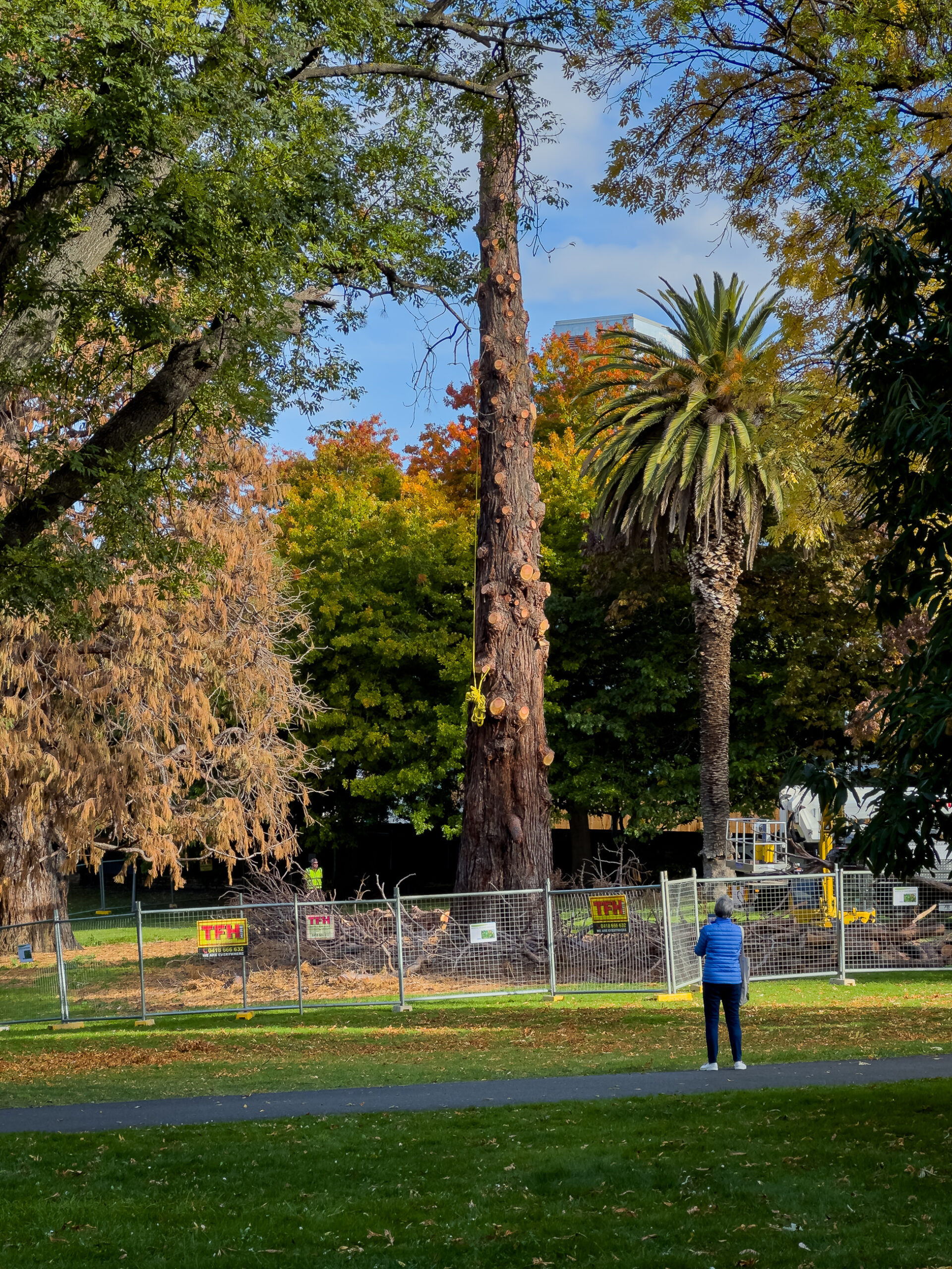 A giant tree has all its branches removed. A person is standing near the base of the tree watching it being cut down