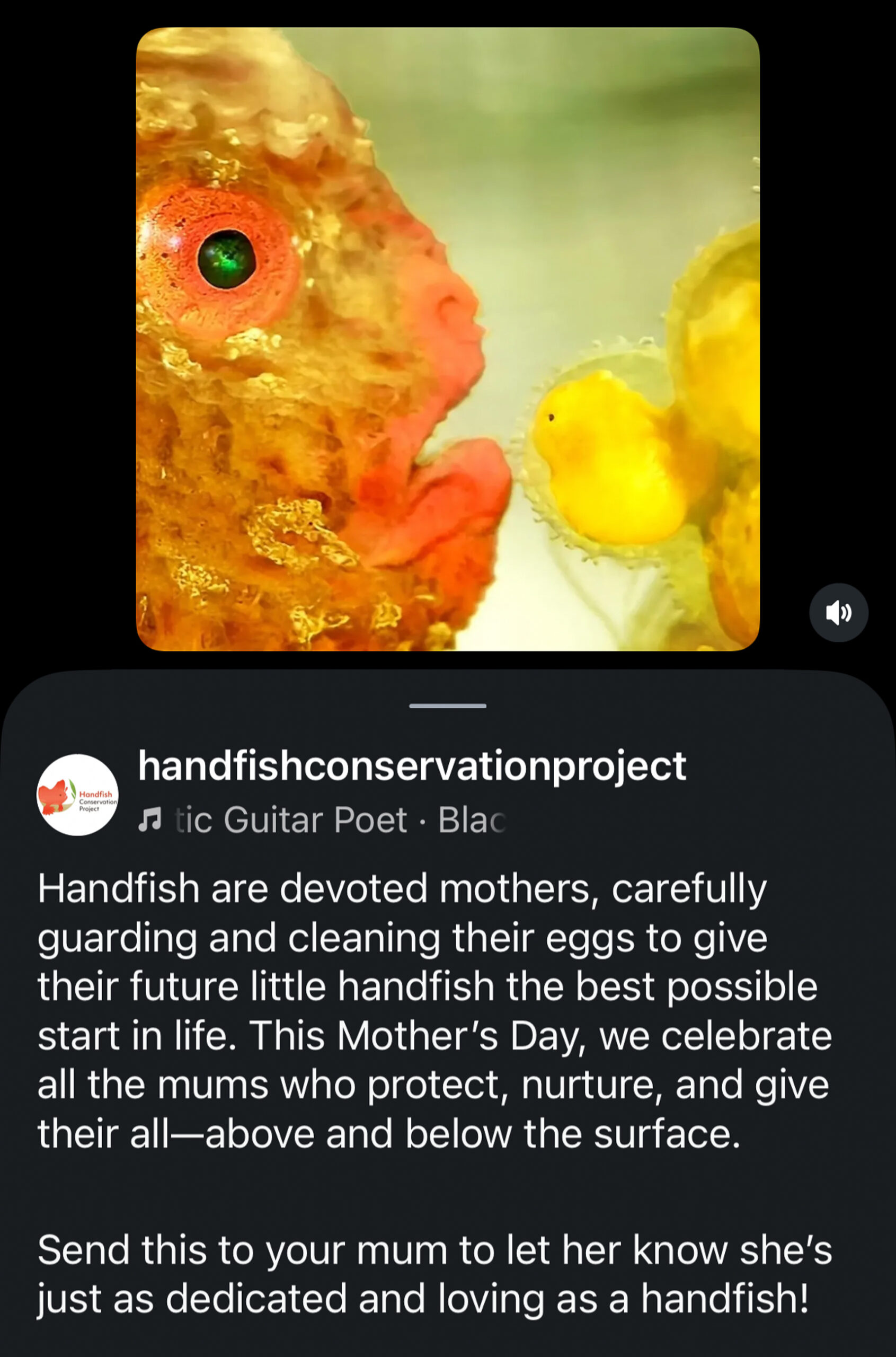 A post from the Handfish Consevation Project which says "handfish and said that they are devoted mothers, carefully guarding and cleaning the offs to give their future little sandfish the best possible start in life. This mother day we celebrate all the mums who protect, nurture and give their all—love and below the surface. Send this to your mum to let her know she’s just as dedicated and loving as a handfish!"
