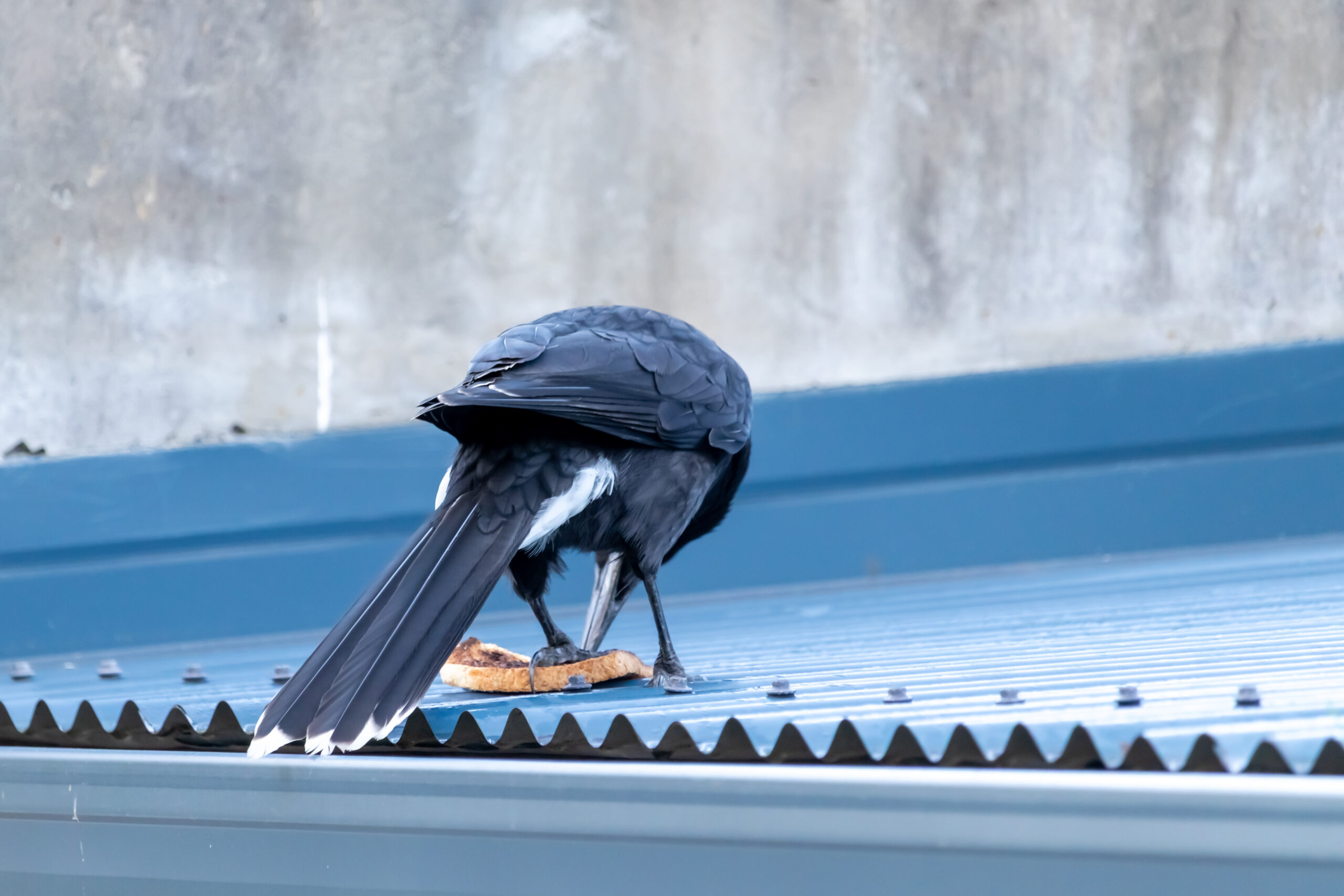A black bird bending over to eat a slice of bread