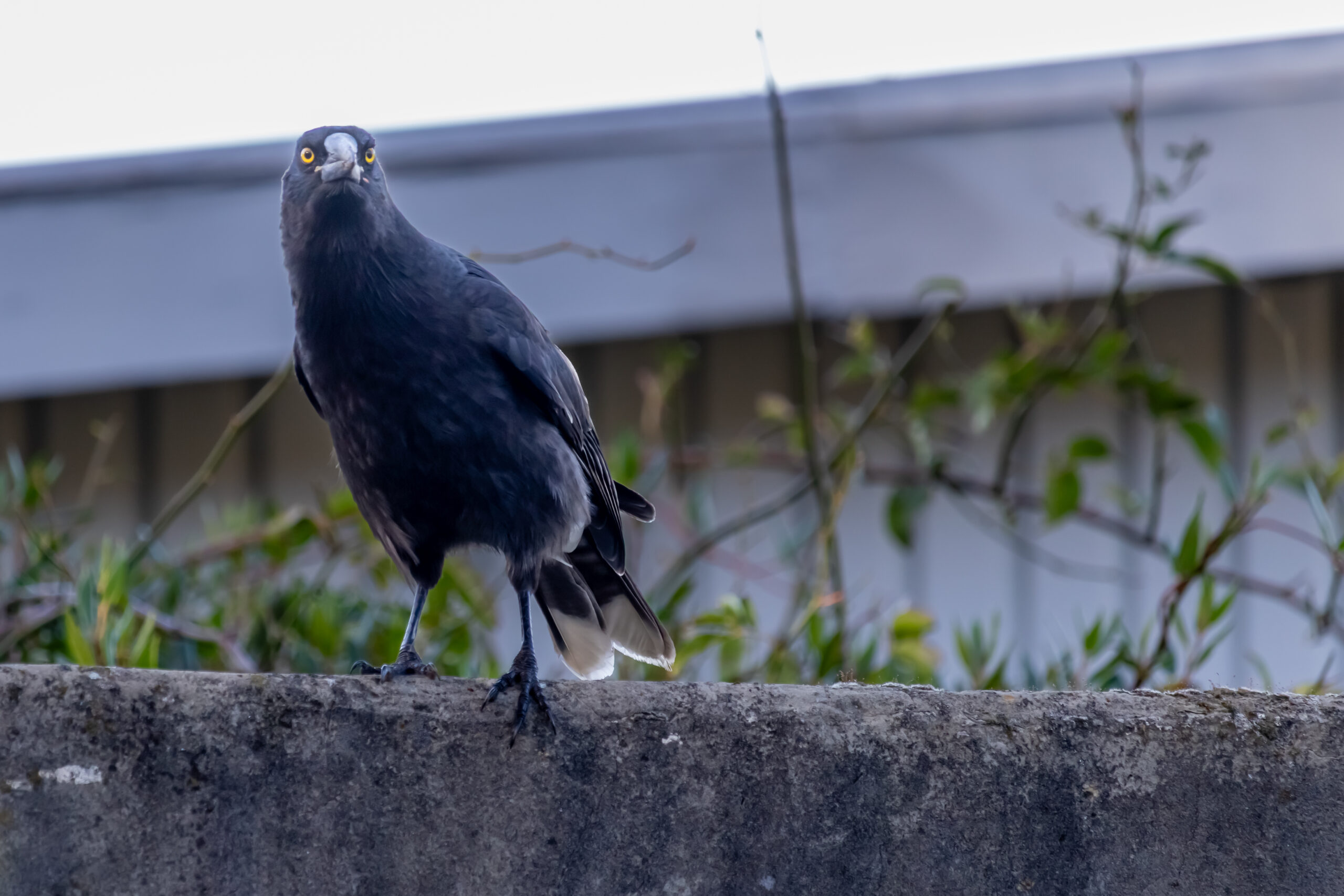 A black bird on a fence