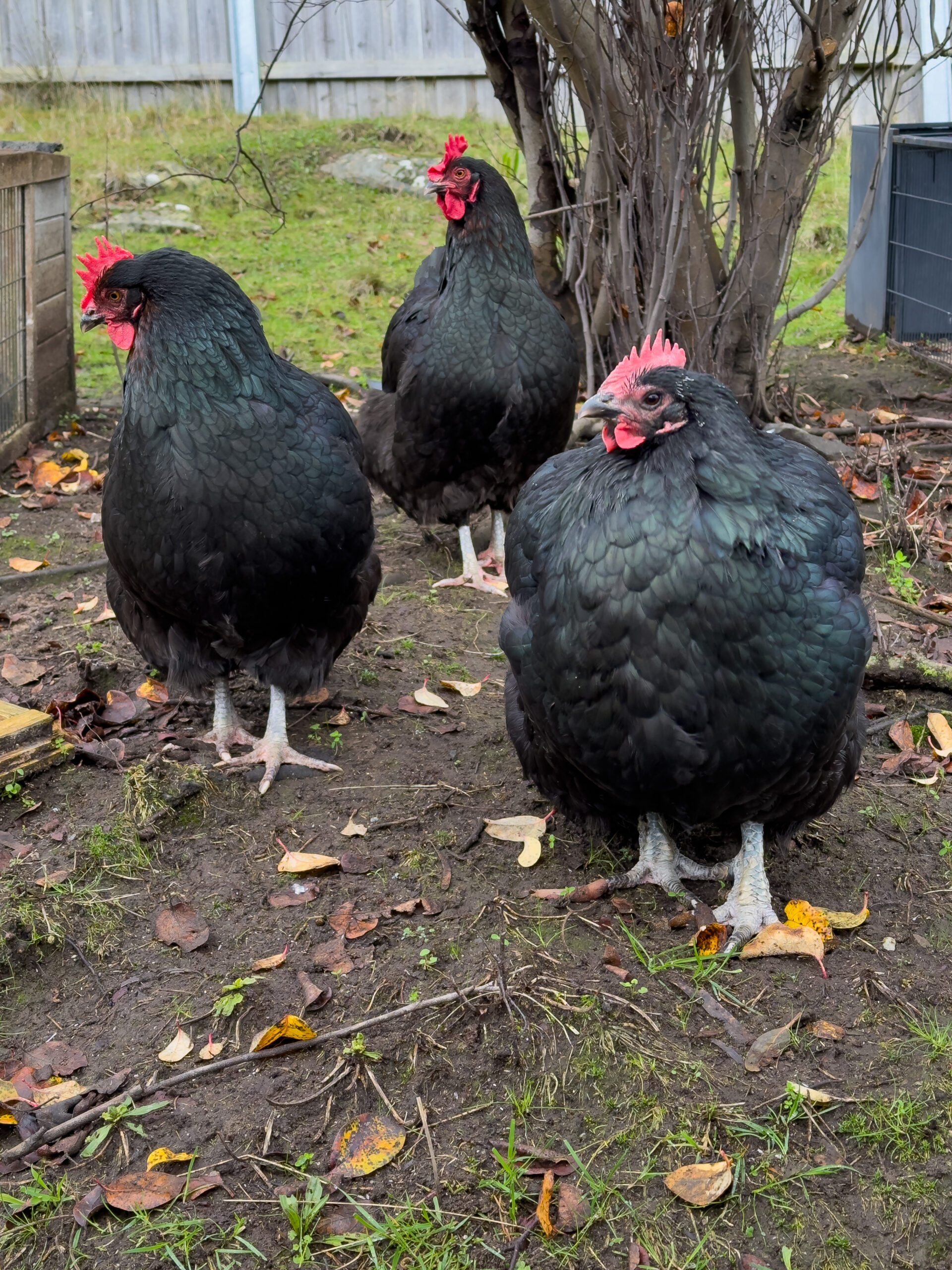 Three black chickens standing under a tree