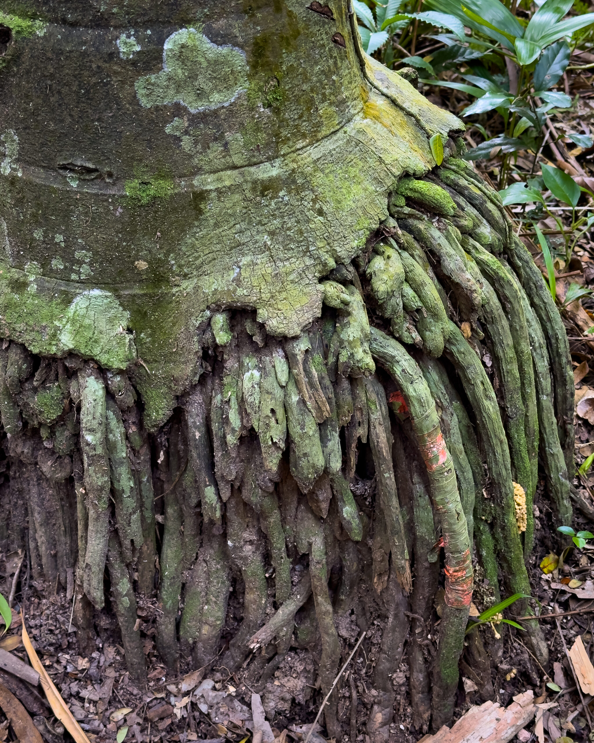 Some long fingerlike roots of an ancient plant