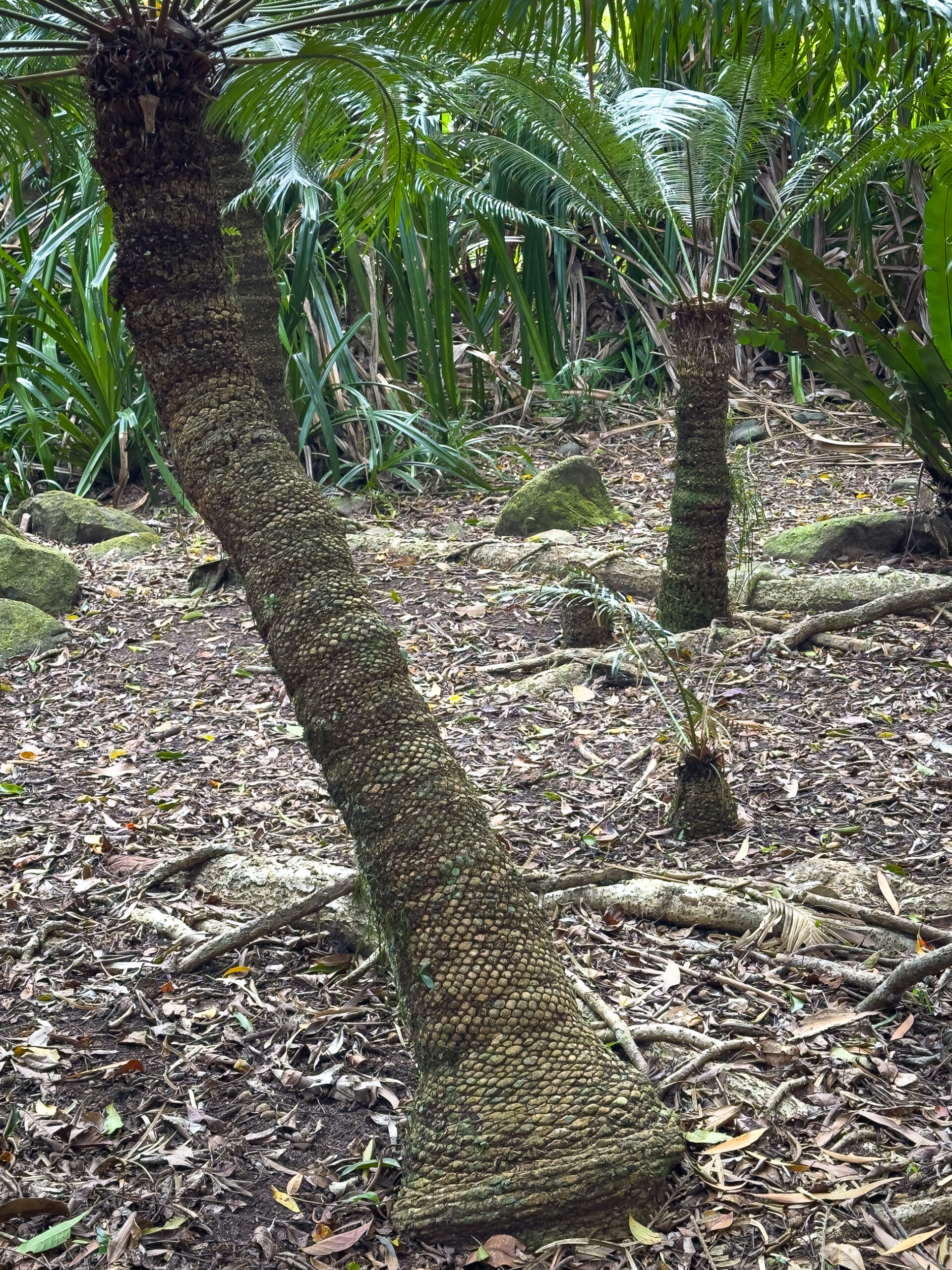 Some ancient trees