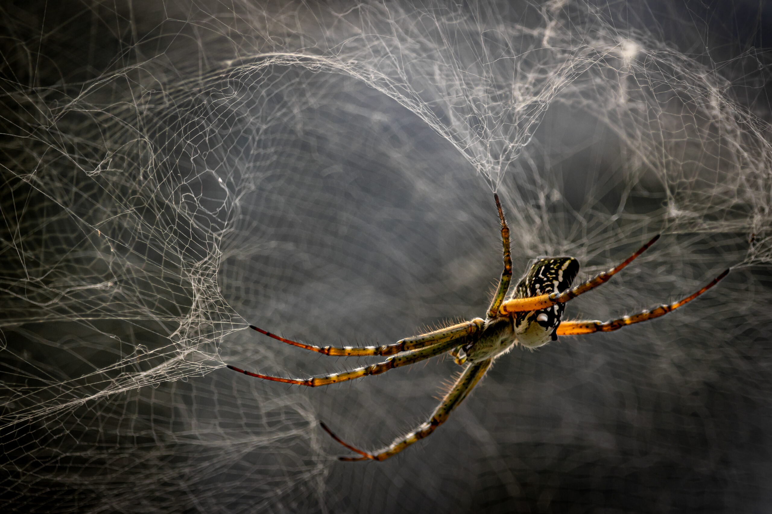 a bright orange spider hooked onto a web