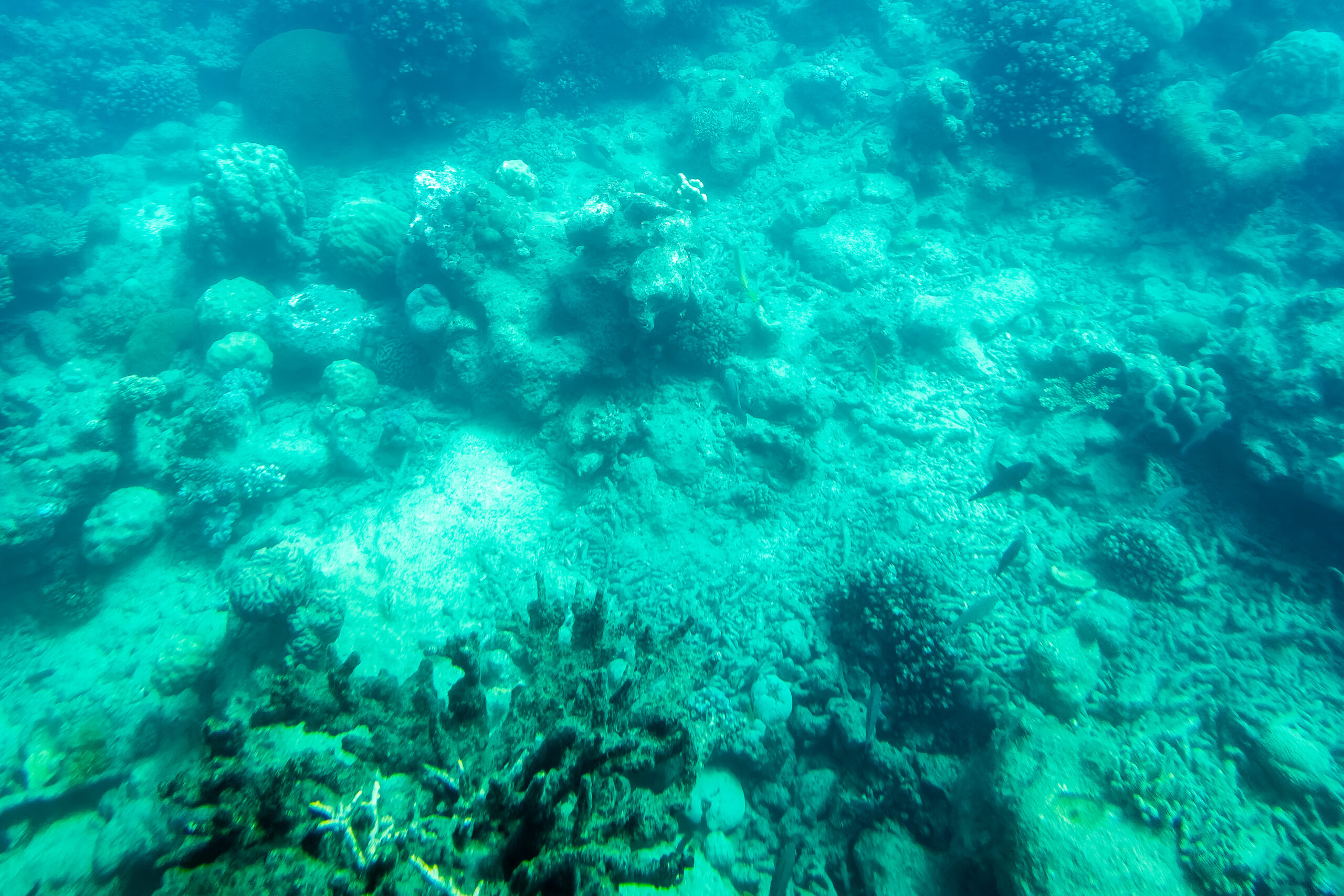 Underwater view of some coral