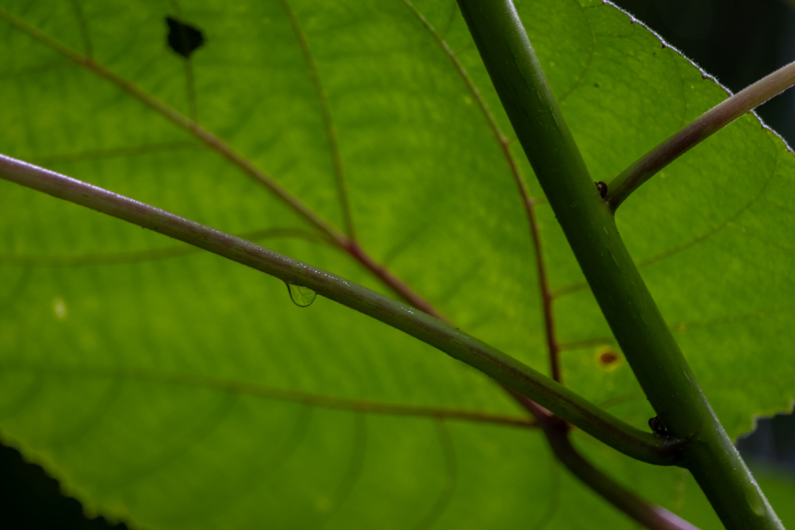 A very large round leaf seen from underneath