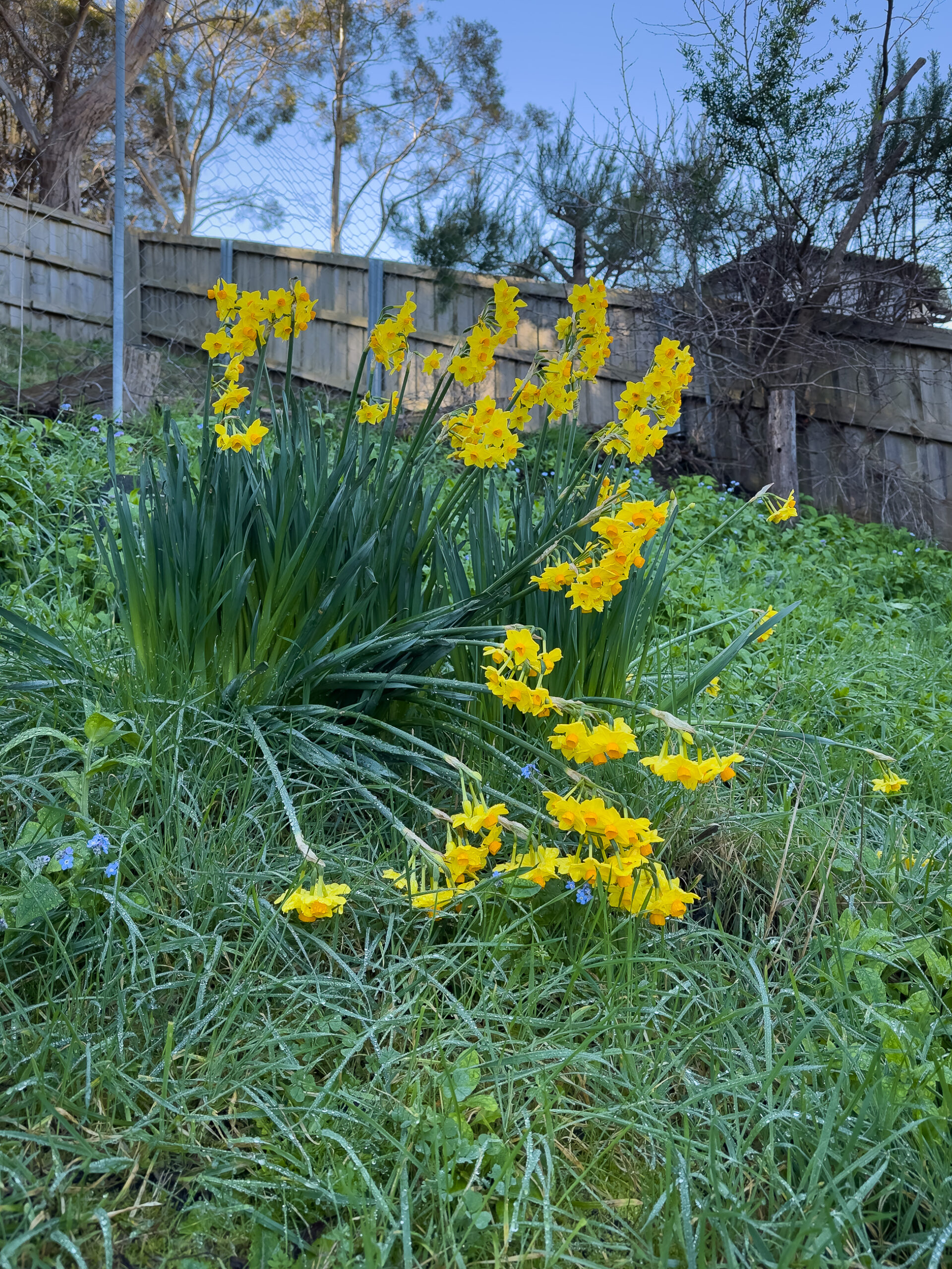 Some daffodils in a back yard. Some of the are falling over