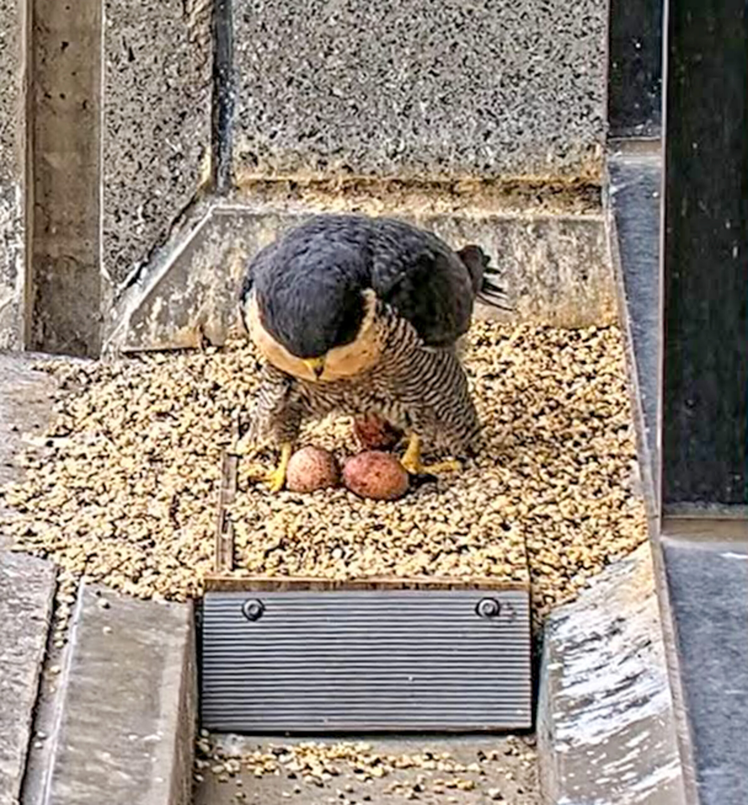 An adult peregrine falcon on its three eggs in a gravel nesting box